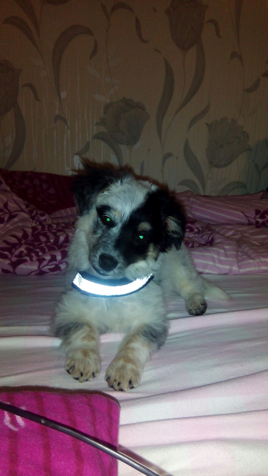 Buddy (Dackel, Miniature Australian Shepherd) Dackel Miniature Australian Shepherd 