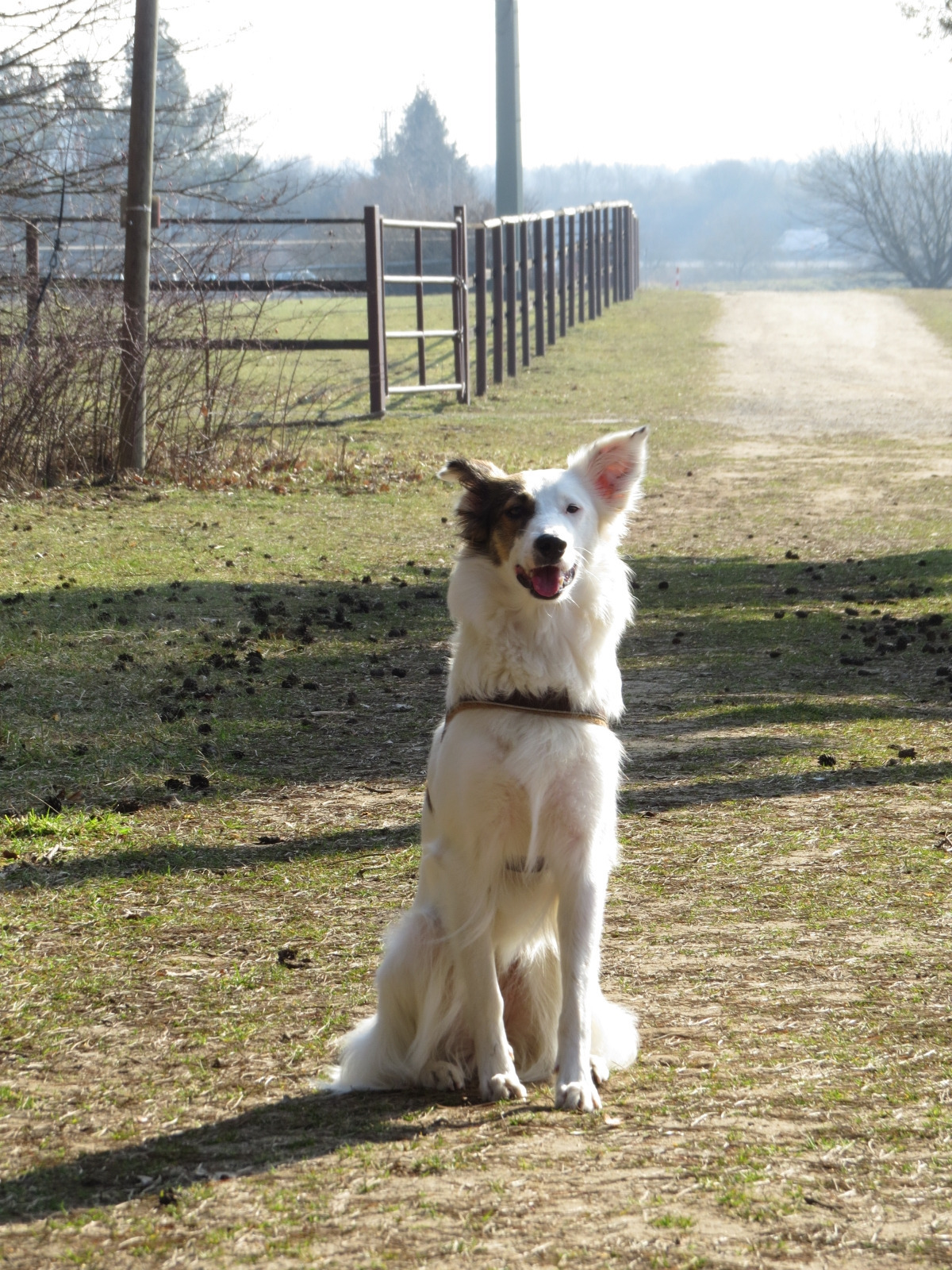 Pix (Collie) Collie 