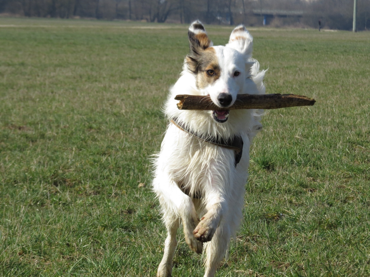 Pix (Collie) Collie 