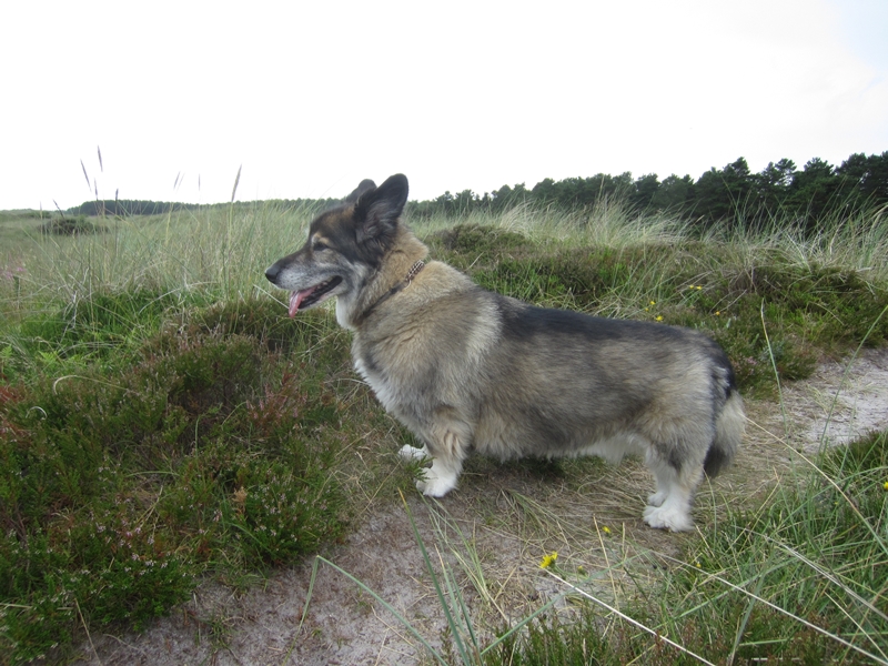 Maxie (Eurasier, Welsh Corgi) Eurasier Welsh Corgi 