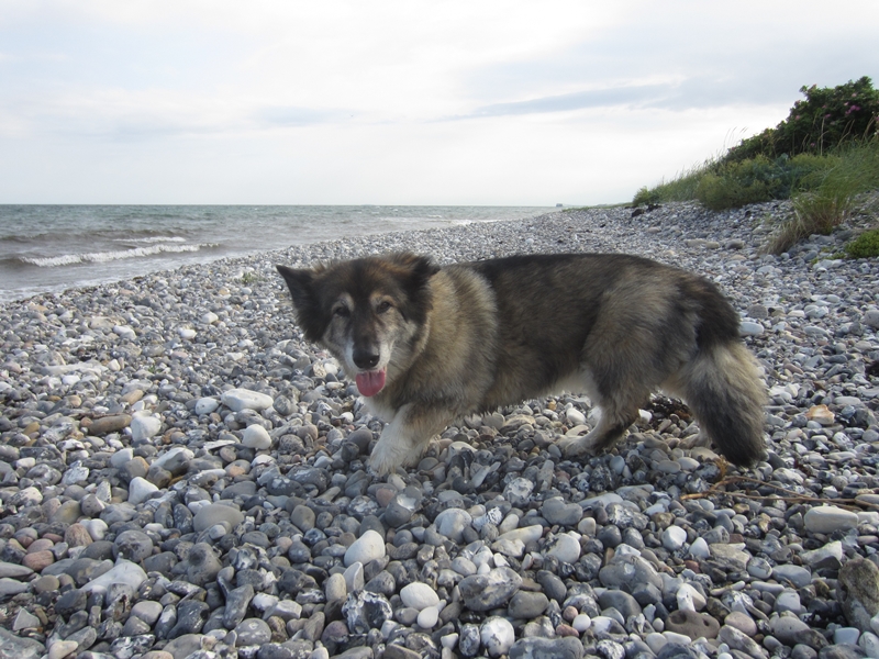 Maxie (Eurasier, Welsh Corgi) Eurasier Welsh Corgi 