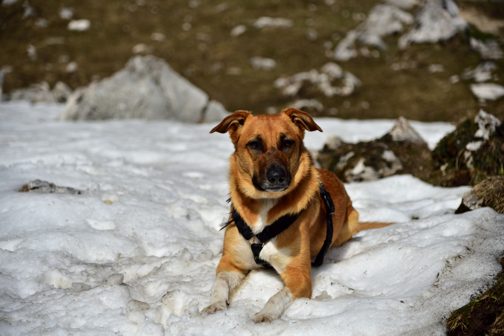 Mia (Deutscher Boxer, Malinois, Unbekannt) Deutscher Boxer Malinois Unbekannt 