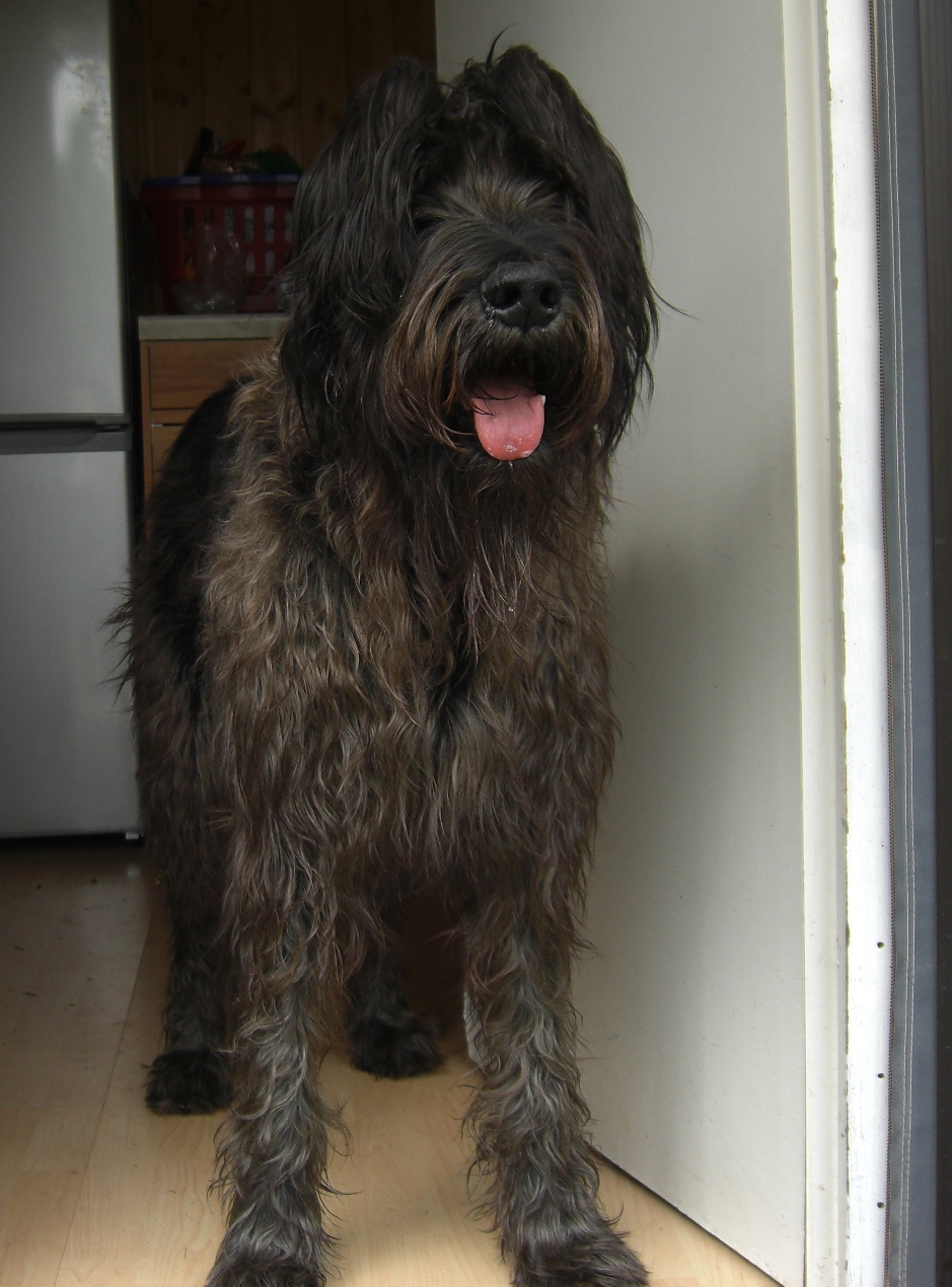 Pauli (Irish Wolfhound, Riesenschnauzer) Irish Wolfhound Riesenschnauzer 