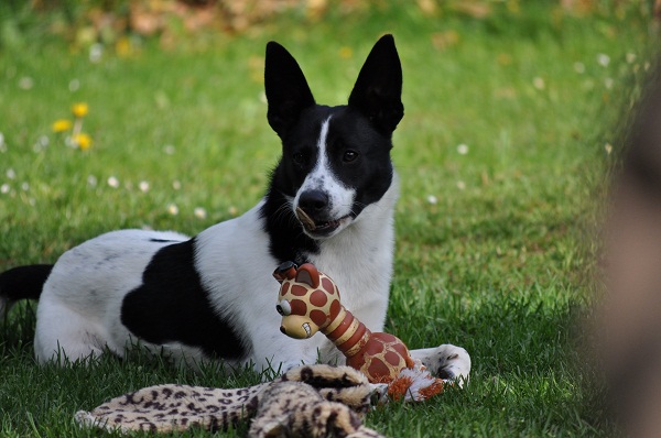 Spock (Border Collie, Terrier) Border Collie Terrier 