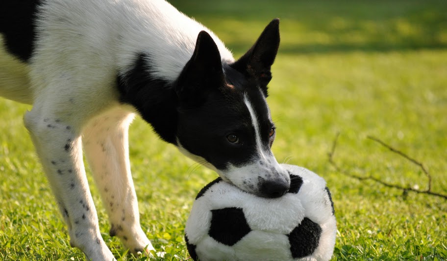 Spock (Border Collie, Terrier) Border Collie Terrier 