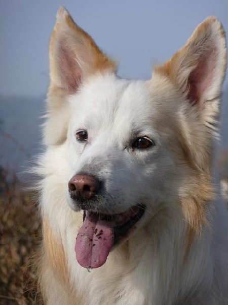 Butch (Border Collie, Collie) Border Collie Collie 