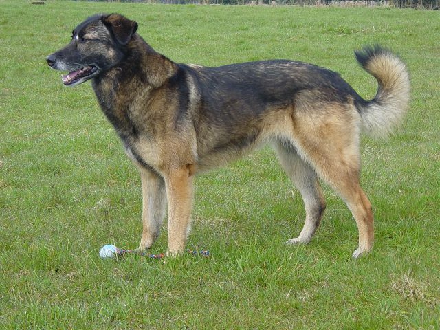 Shari (Deutscher Schäferhund, Malinois, Siegerländer Hütehund) Deutscher Schäferhund Malinois Siegerländer Hütehund 