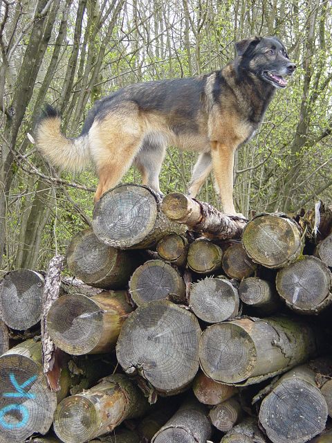 Shari (Deutscher Schäferhund, Malinois, Siegerländer Hütehund) Deutscher Schäferhund Malinois Siegerländer Hütehund 