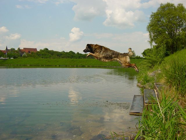 Shari (Deutscher Schäferhund, Malinois, Siegerländer Hütehund) Deutscher Schäferhund Malinois Siegerländer Hütehund 