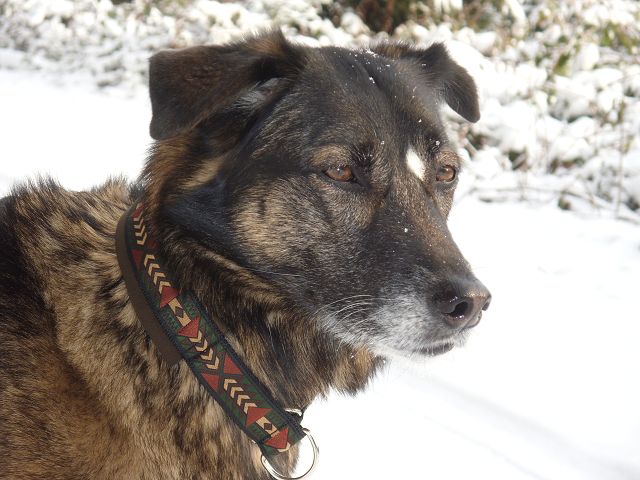 Shari (Deutscher Schäferhund, Malinois, Siegerländer Hütehund) Deutscher Schäferhund Malinois Siegerländer Hütehund 