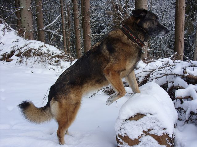 Shari (Deutscher Schäferhund, Malinois, Siegerländer Hütehund) Deutscher Schäferhund Malinois Siegerländer Hütehund 