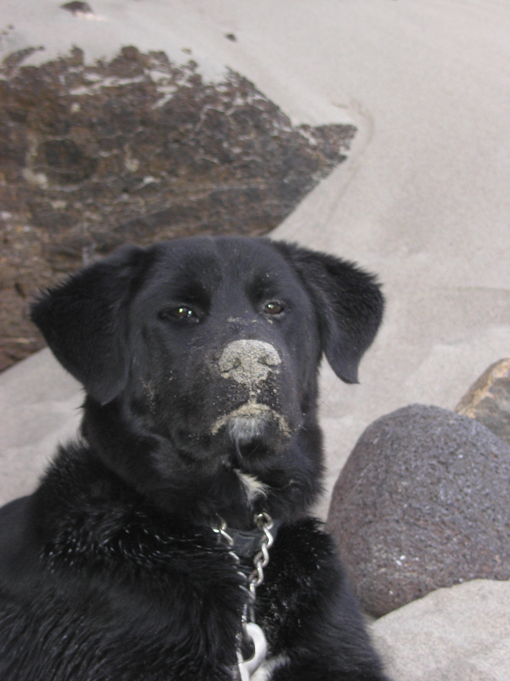 Geronimo Como Tu (Cane Corso, Golden Retriever) Cane Corso Golden Retriever 