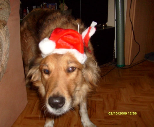 Schnecke (Collie, Golden Retriever) Collie Golden Retriever 